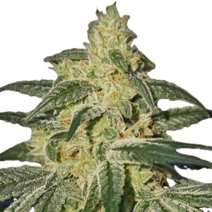 afghan-hash-plant-regular-oroseau-graine-collection-seed-paris-france