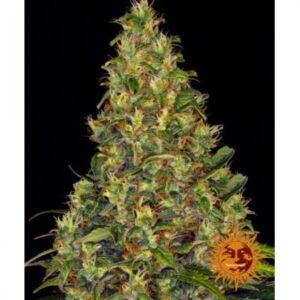 amnesia-haze-auto-oroseau-graine-seed-paris-france-cbdshop