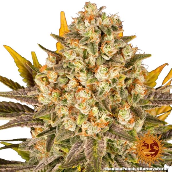 banana-punch-oroseau