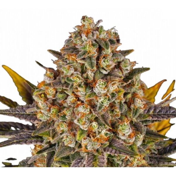 banana-punch-oroseau
