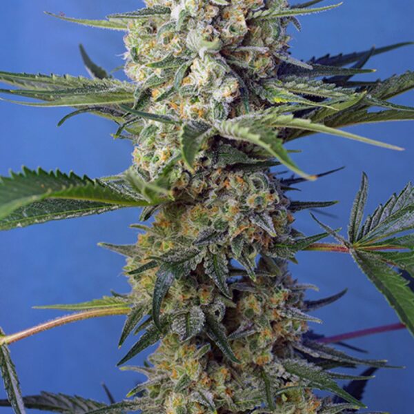 Crystal Candy F1 Fast Version