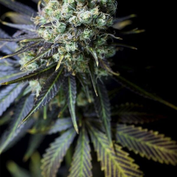 Dinamed cbd