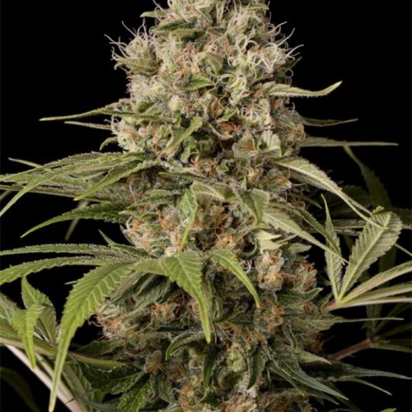 Shark Shock CBD