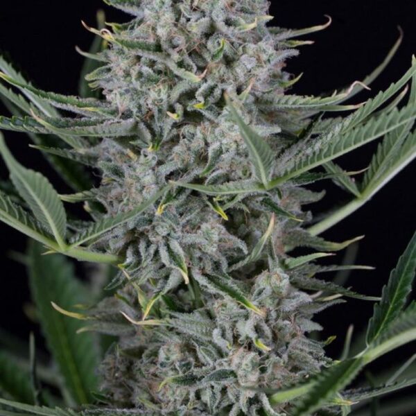 Cookies Auto