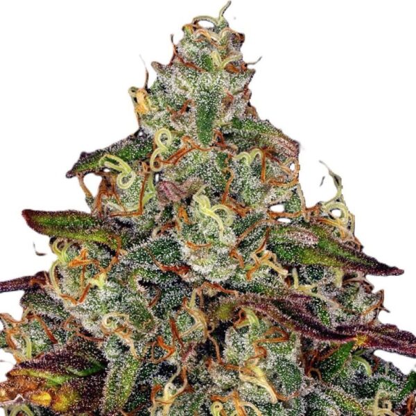Amnesia Lemon