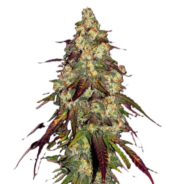 Amnesia Lemon – Image 2