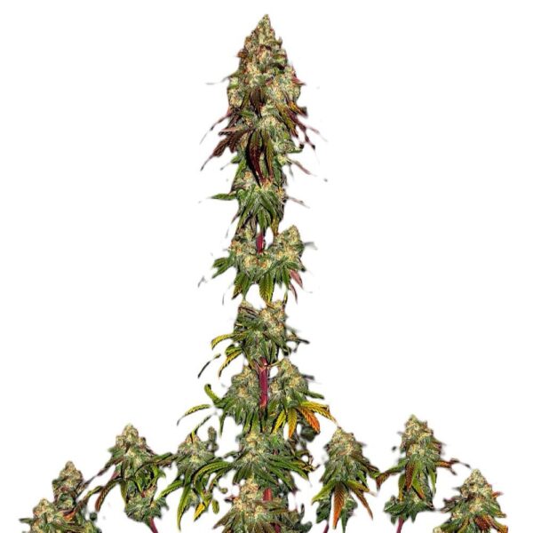 Amnesia Lemon – Image 3