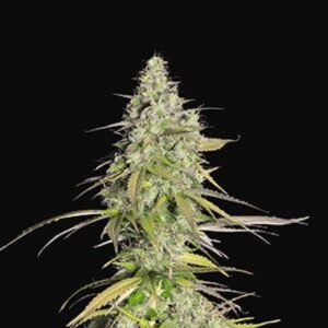 Girl Scout Cookies