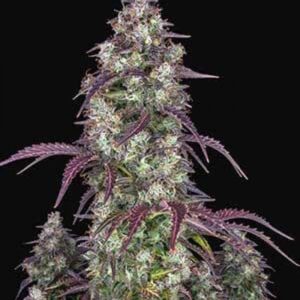 Lemon Pie