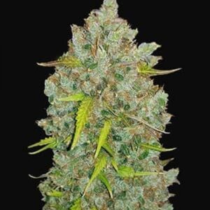 Bubblegum