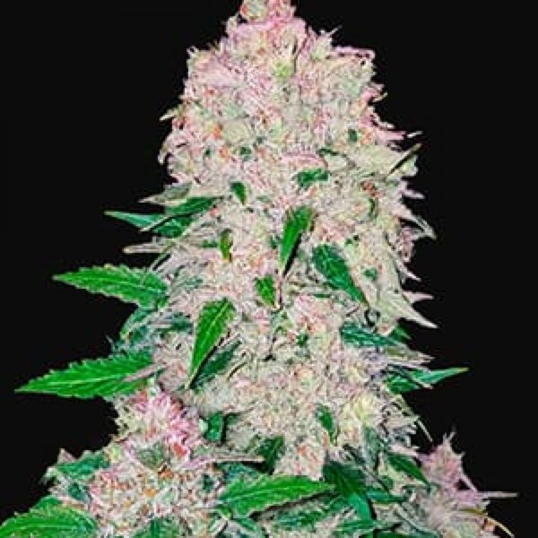 Stardawg