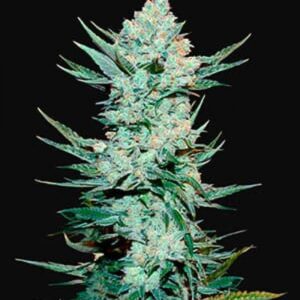 Tangie
