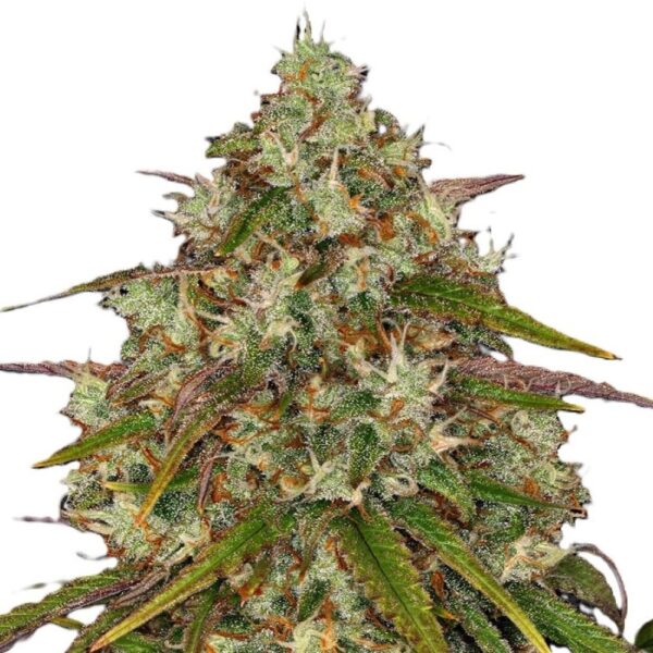 Liberty Haze
