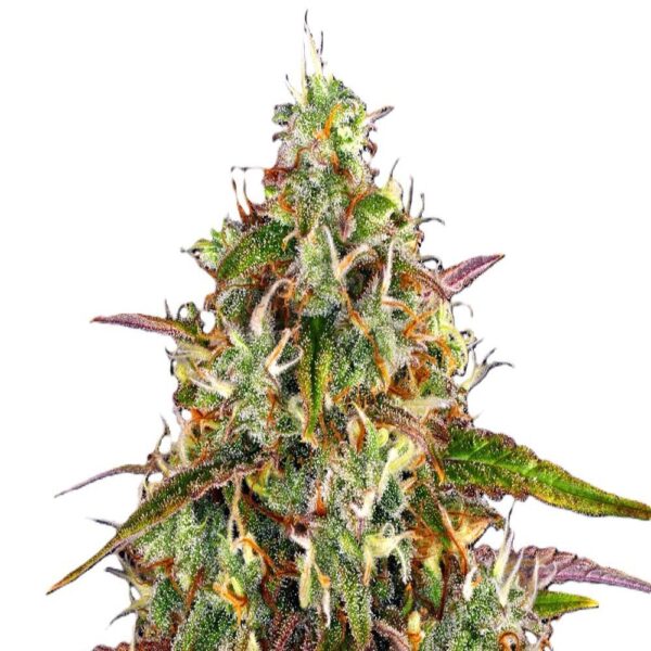 Liberty Haze – Image 2