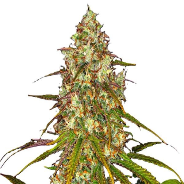 Liberty Haze – Image 3