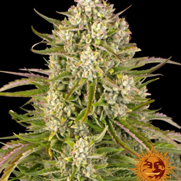 Wedding Cake Auto
