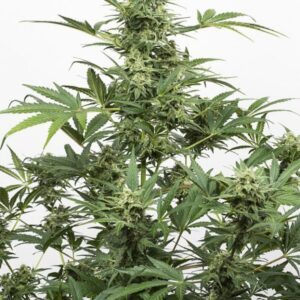 Industrial Plant Auto CBD