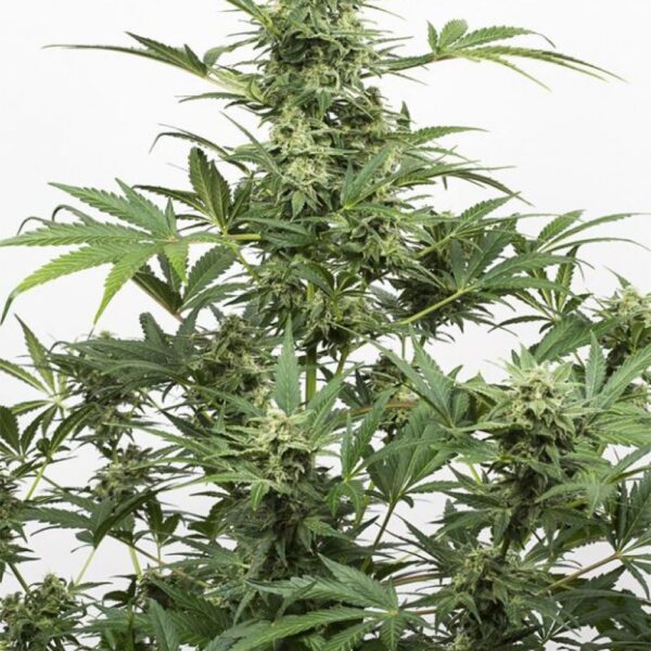 Industrial Plant Auto CBD