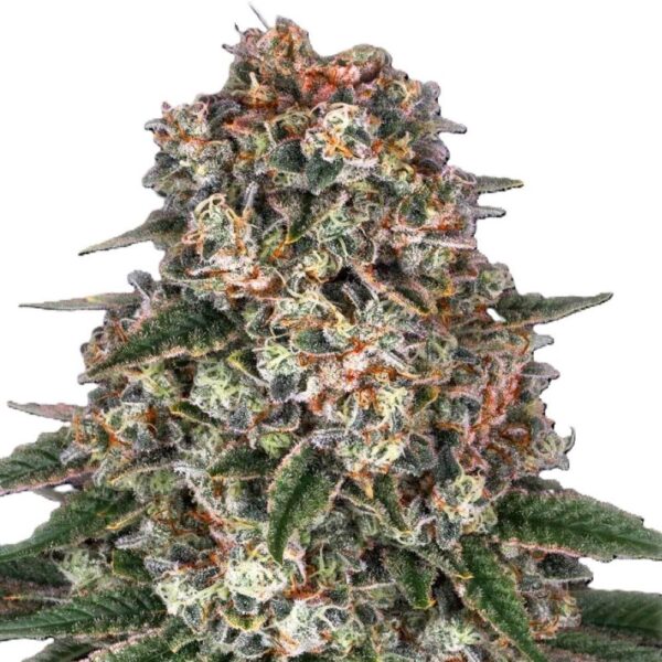 Tropicanna Banana