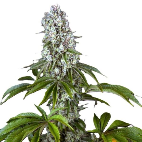 Tropicanna Banana – Image 2