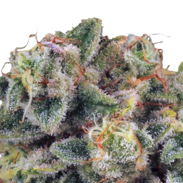 Tropicanna Banana – Image 3