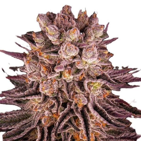 Mimosa x Orange Punch