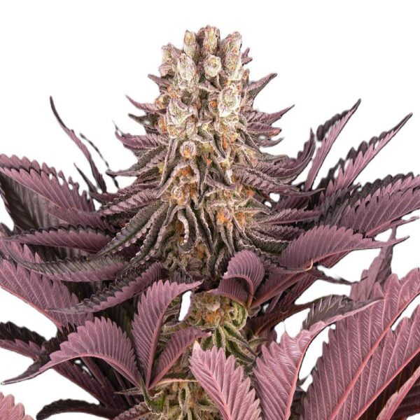 Mimosa x Orange Punch – Image 2