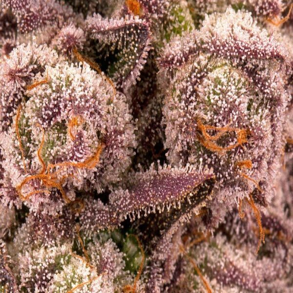 Mimosa x Orange Punch – Image 3
