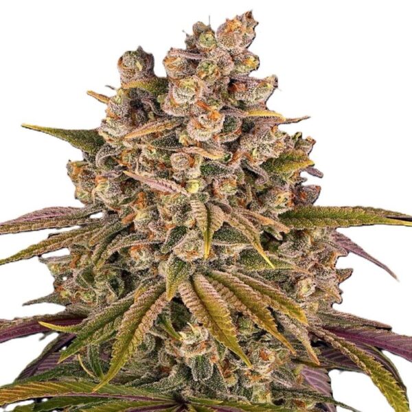 Lemon Tree