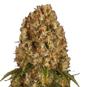 Orange Sherbert