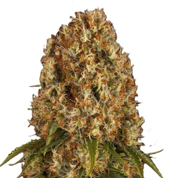 Orange Sherbert