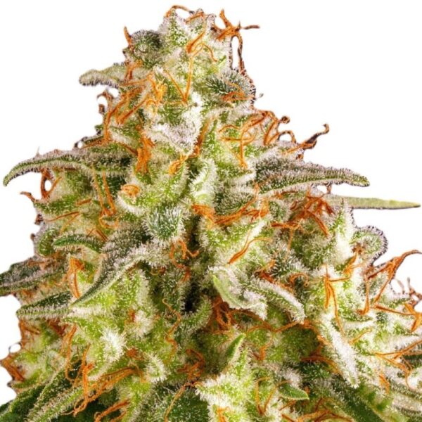 Orange Sherbert – Image 2
