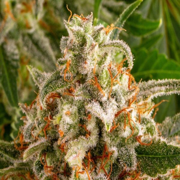 Orange Sherbert – Image 3