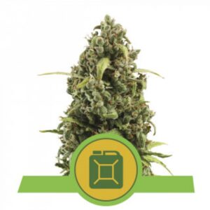 Diesel Auto