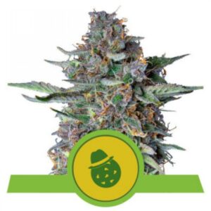Dosidos Auto