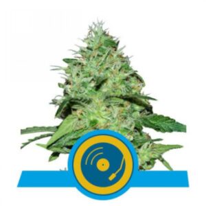 Joannes's CBD