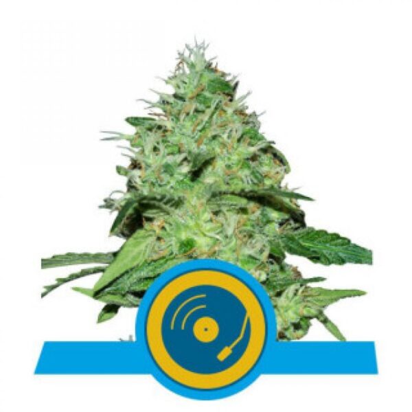 Joannes's CBD