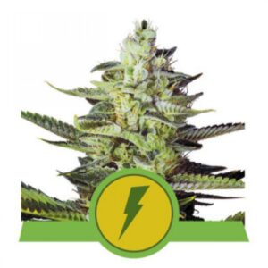 North Thunderfuck Auto