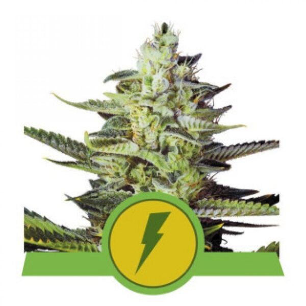 North Thunderfuck Auto
