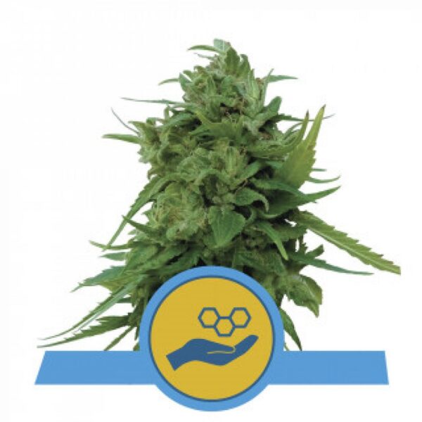 Solomatic CBD