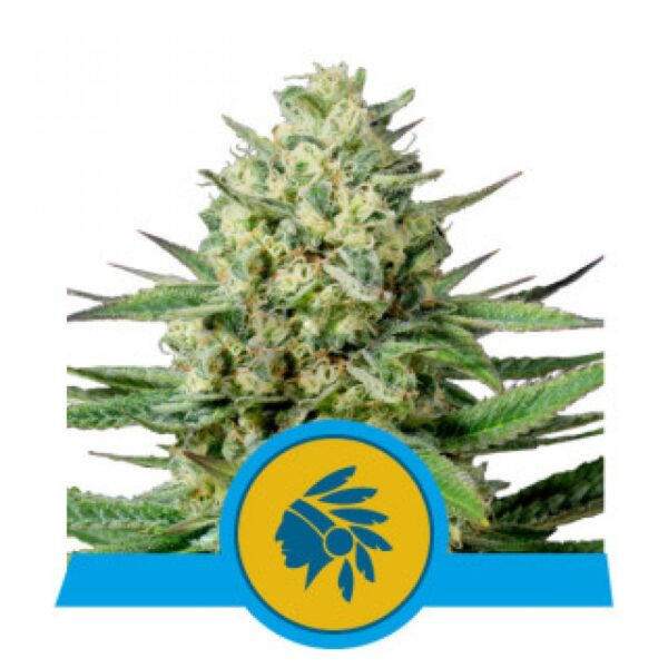 Tatanka Pure CBD