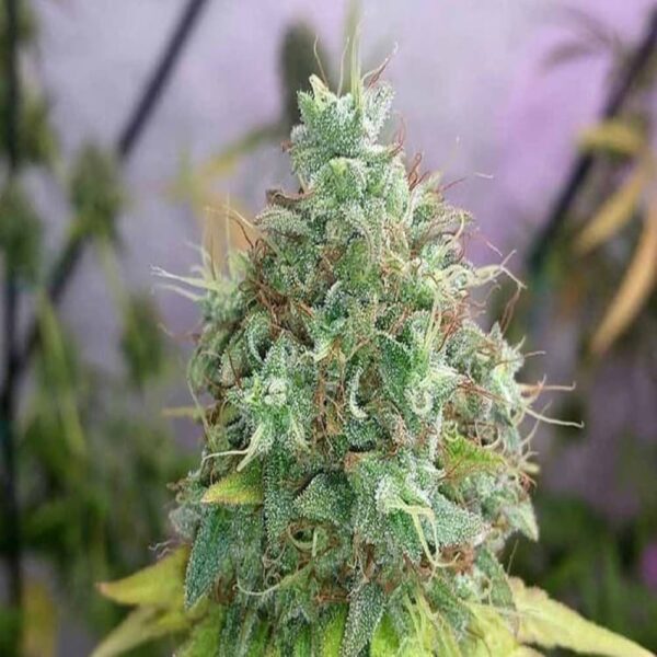 G13 Haze – Image 2