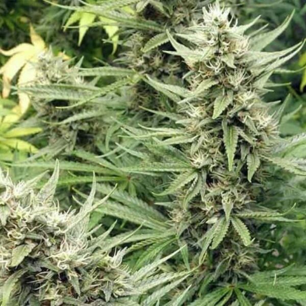 G13 Haze – Image 3