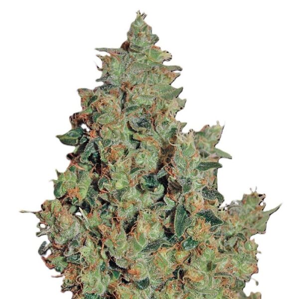 Tangerine Dream