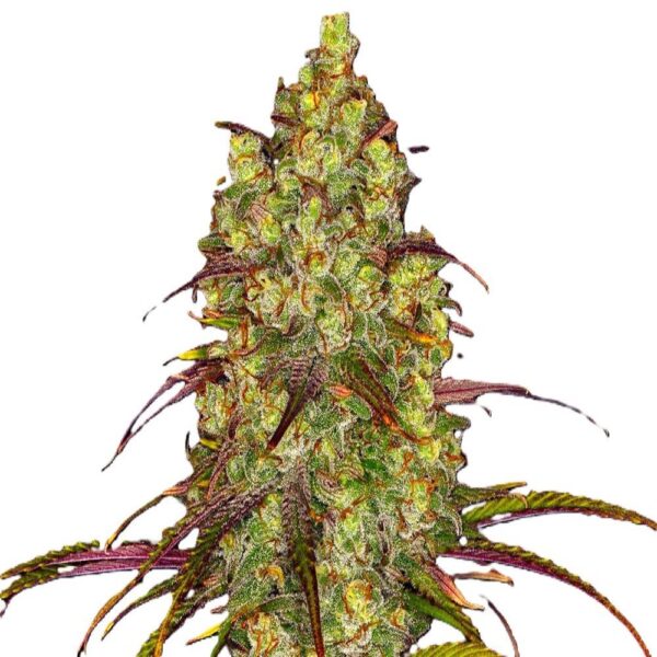 Tangerine Dream – Image 2