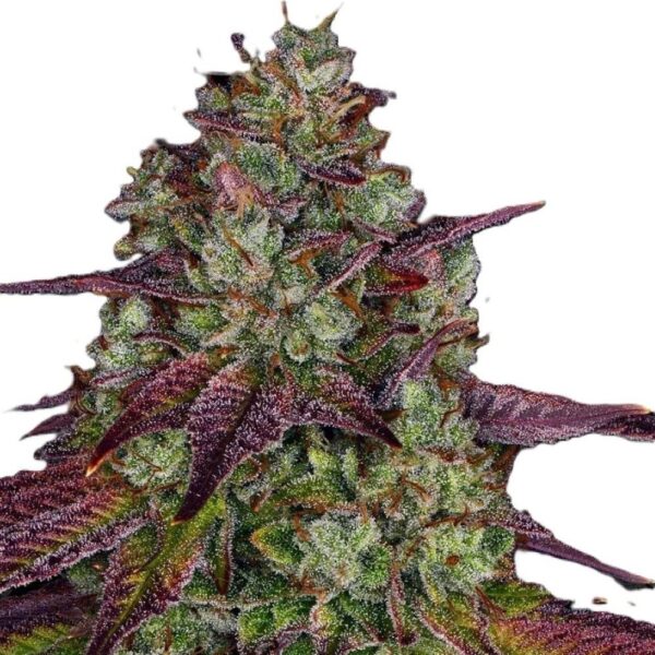 Mimosa Evo
