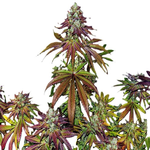 Mimosa Evo – Image 3