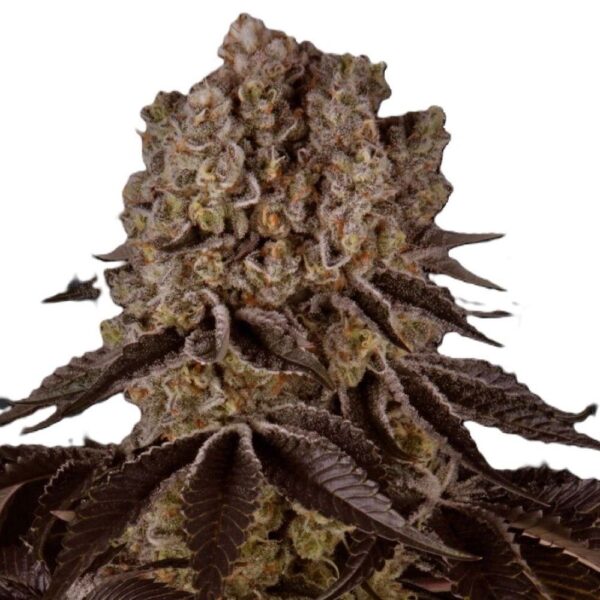 Purple Punch