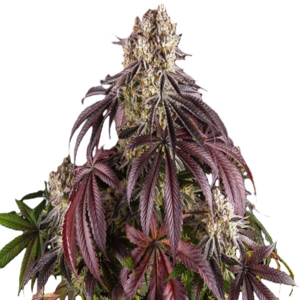 Purple Punch – Image 2
