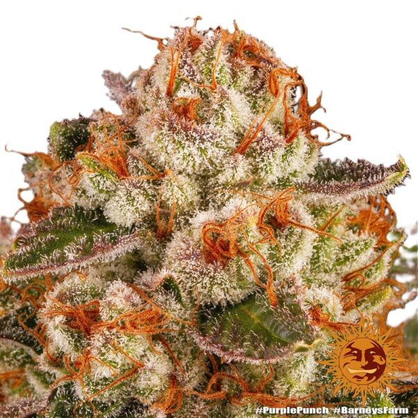 Purple Punch – Image 3